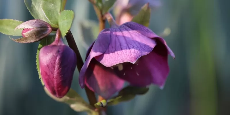 Les fleurs hivernales