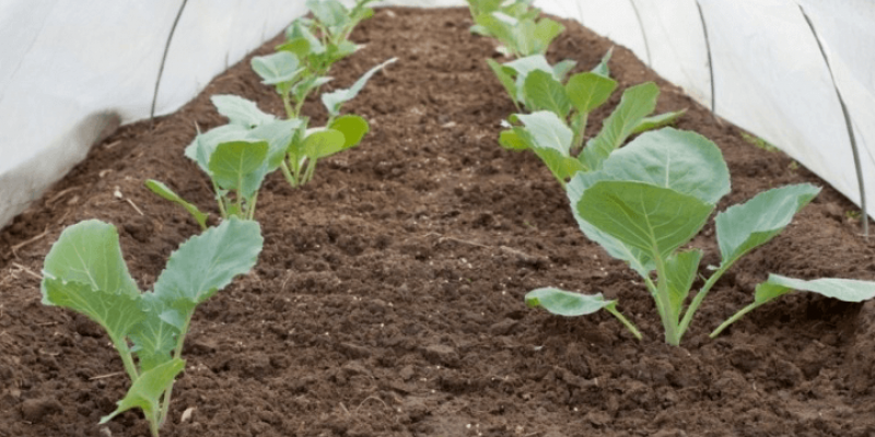 Les méthodes de protection au jardin en hiver