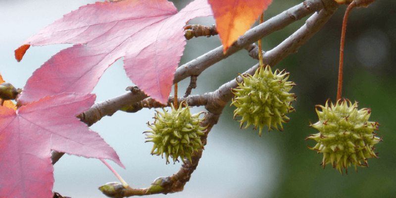 Tout savoir sur le liquidambar