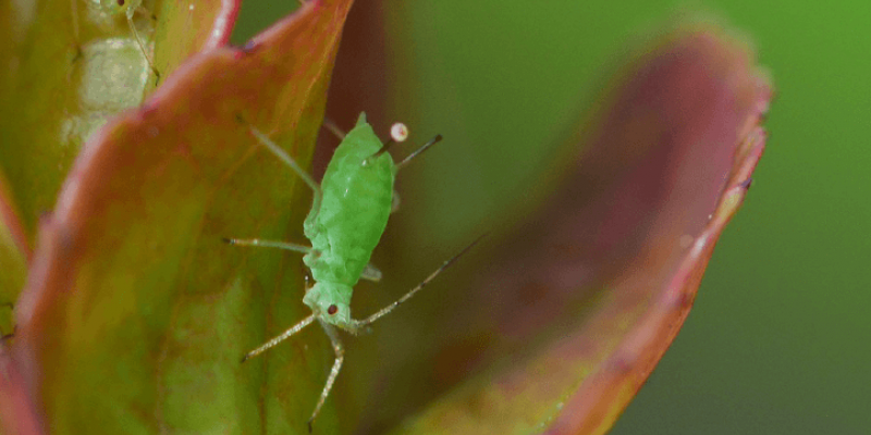 Lutter contre les pucerons au jardin