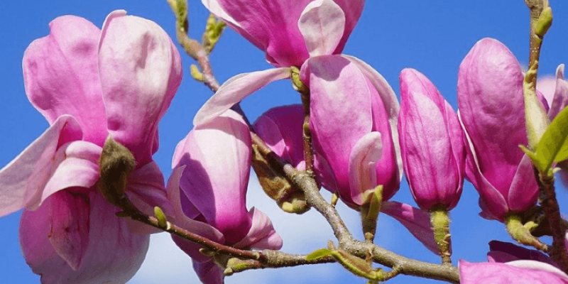 Tout savoir sur le magnolia