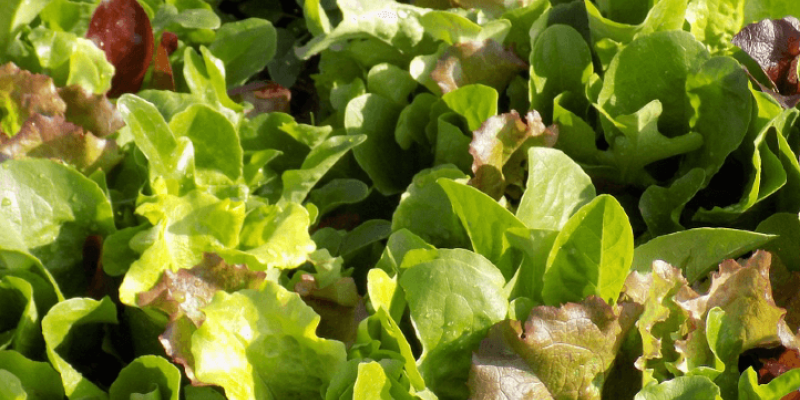 Tout savoir sur le mesclun