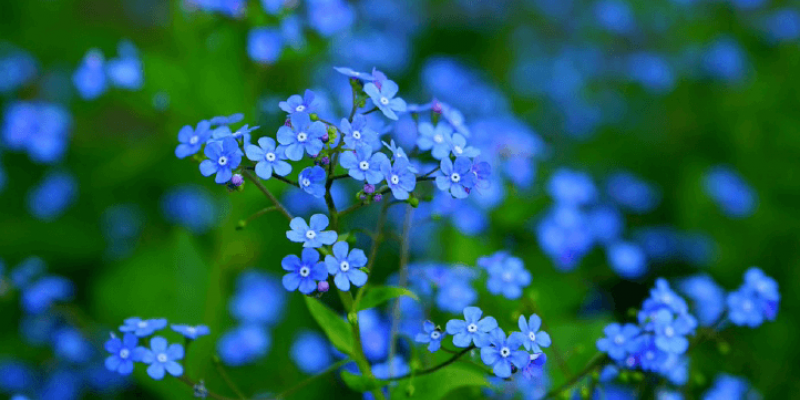 Tout savoir sur le myosotis