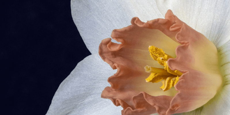 Tout savoir sur le narcisse