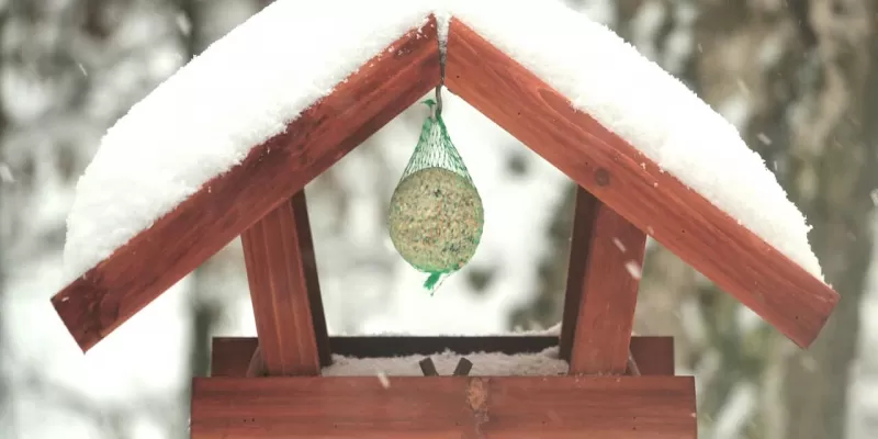 Nourrir les oiseaux en hiver