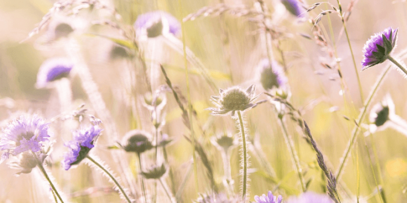 Nourrir les végétaux avec des fertilisants