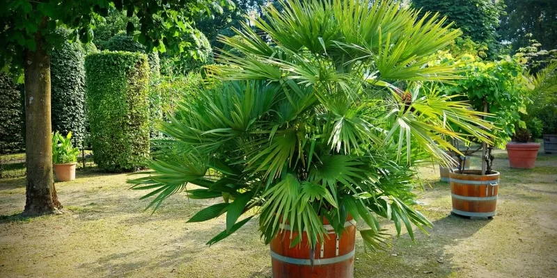 Palmier en pot