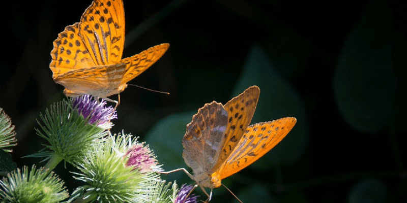 Les phéromones et les insectes