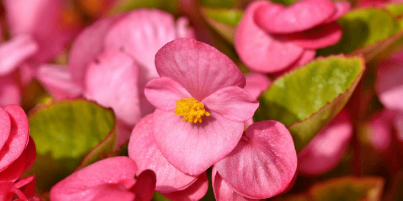 Les fleurs en avril