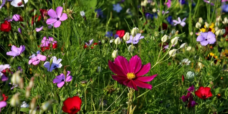 Plantes sauvages au jardin