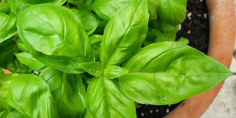 Potager au balcon