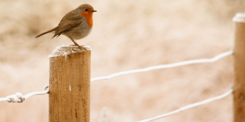 Prendre soin des oiseaux au jardin en hiver