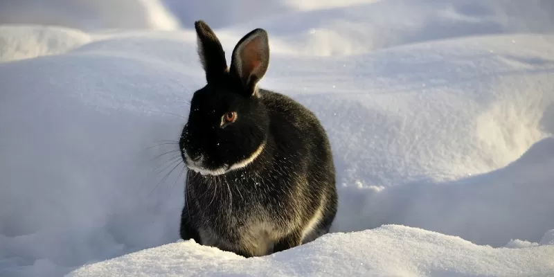 Préparer l’hiver des lapins