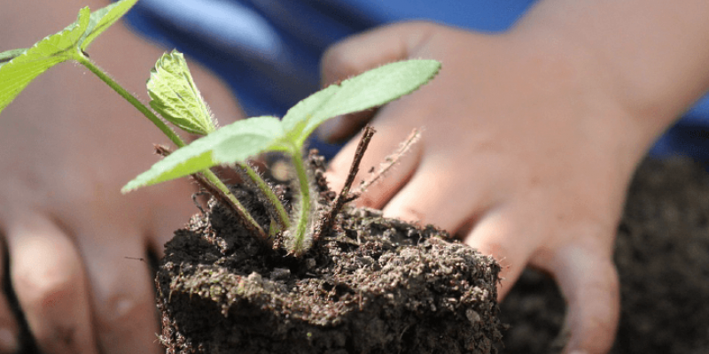 Préparer son potager pour l’hiver