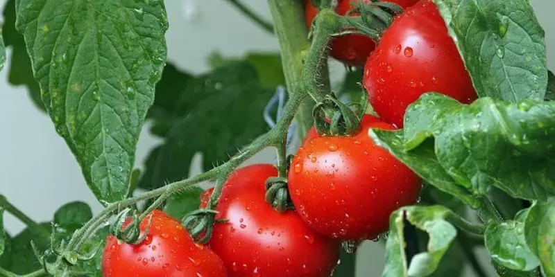 Protéger les tomates