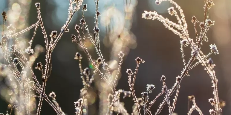 Protéger ses plantations pendant l’hiver