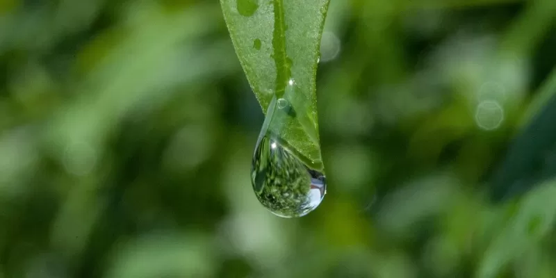 Qu’est-ce que l’arrosage goutte à goutte ?