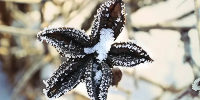 Quand installer un voile d’hivernage ?