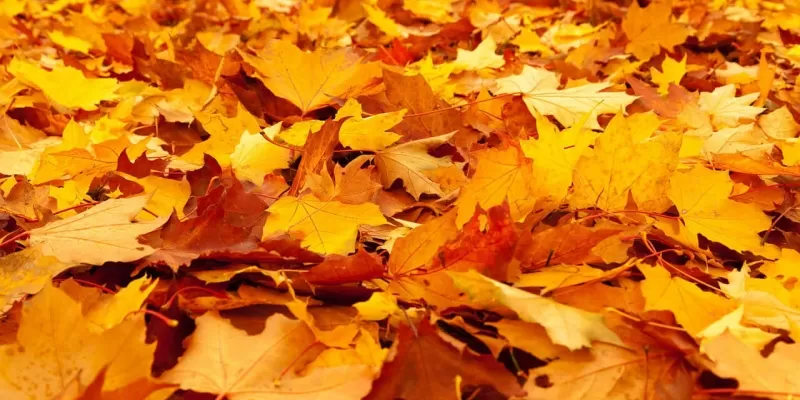 Que faire au jardin en automne ?