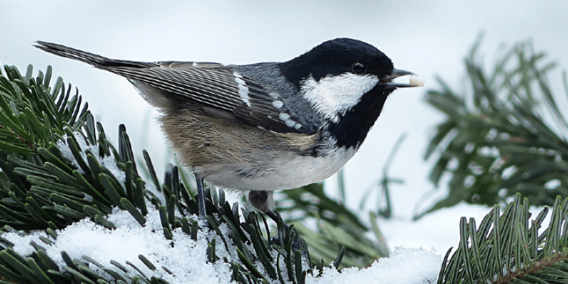 Que faire au jardin en cas de neige