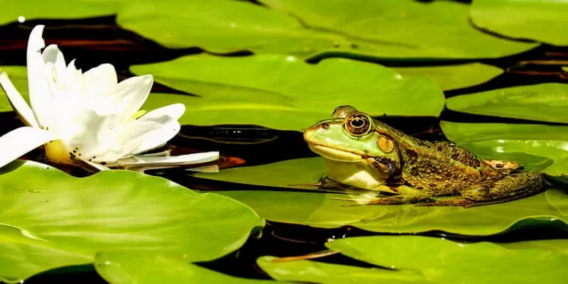 Quelle est l’utilité d’une filtration de bassin ?