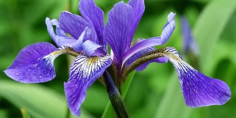 Quelles cultures florales de septembre aux premières gelées ?