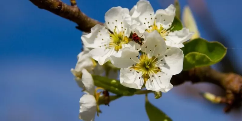 Quelles sont les différentes formes arquées des arbres fruitiers ?