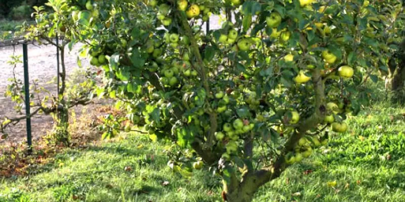 Quelles sont les différentes formes libres des arbres fruitiers ?