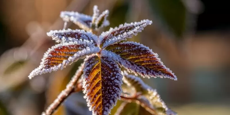 Qu’est-ce que le voile d’hivernage ?