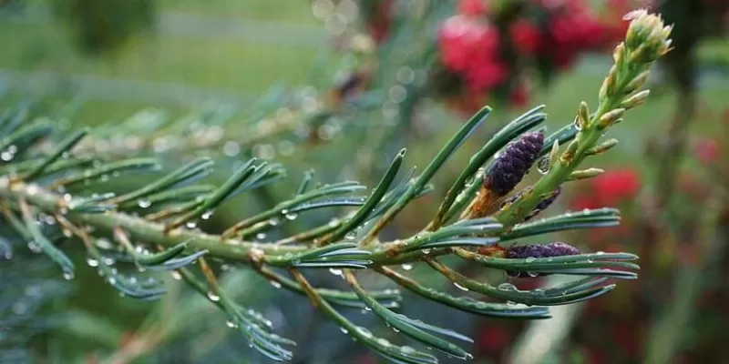 Quoi faire au jardin de fin mars à fin avril ?