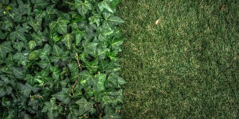 Quoi faire au jardin de septembre aux premières gelées ?