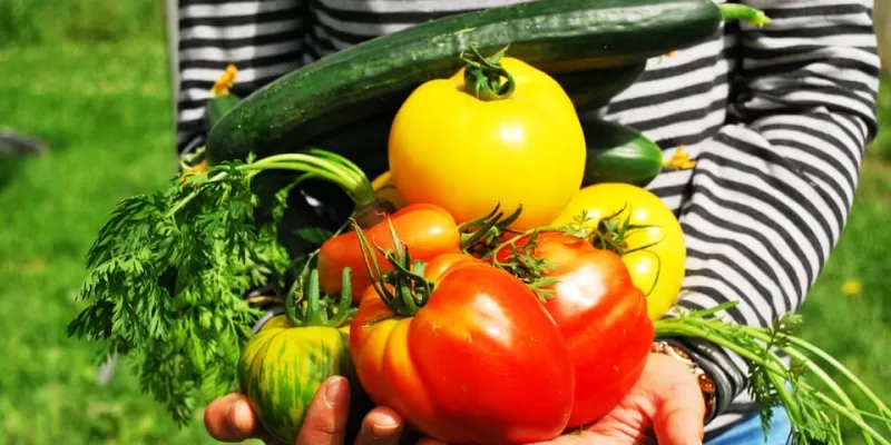 Quoi faire au potager de juillet à septembre ?