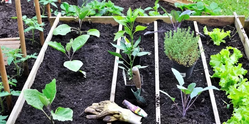 Quoi faire au potager de mi-février à fin mars ?