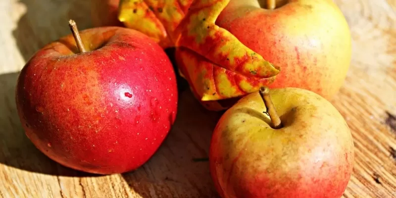 Quoi faire au verger de septembre aux premières gelées ?