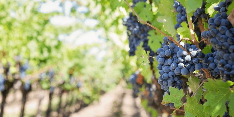 Récolter les fruits en fonction de leurs variétés