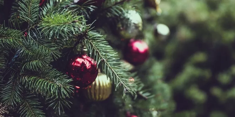 Replanter le sapin de Noël