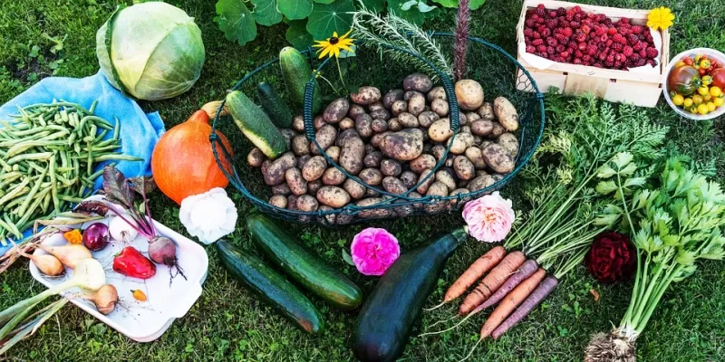 Rotation des cultures au potager