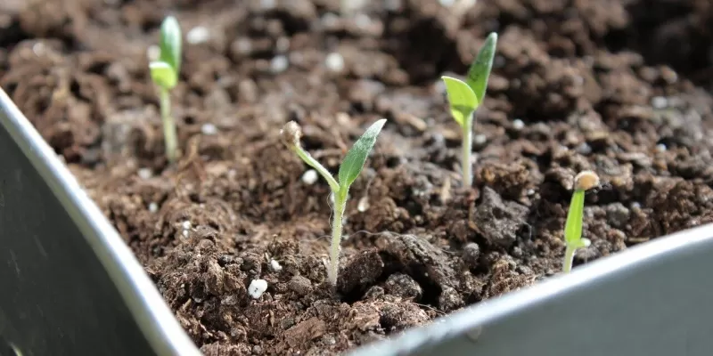 Semis de tomates au chaud