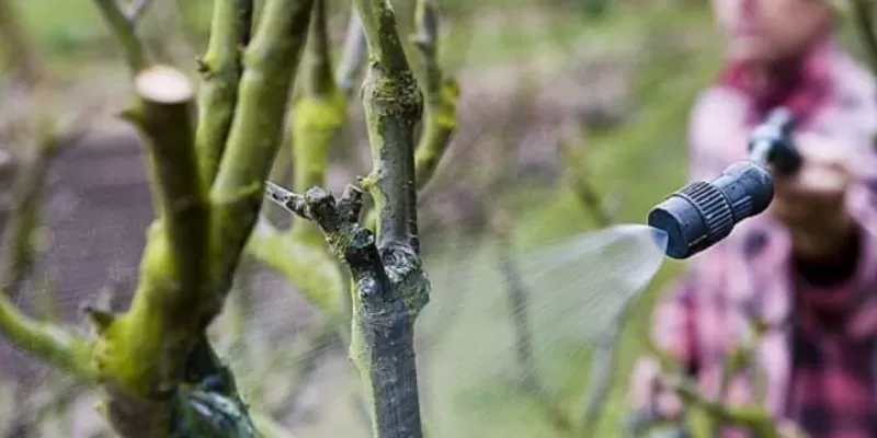 Soigner les arbres fruitiers en hiver