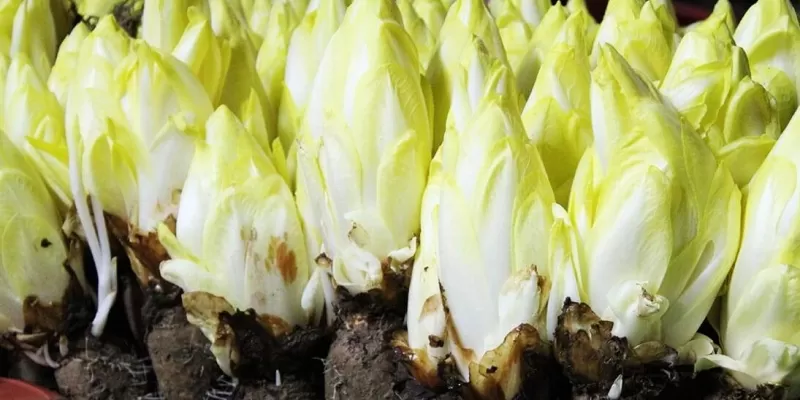 Tout savoir sur la chicorée endive ou Witloof