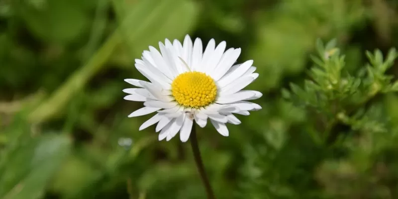 Tout savoir sur la pâquerette