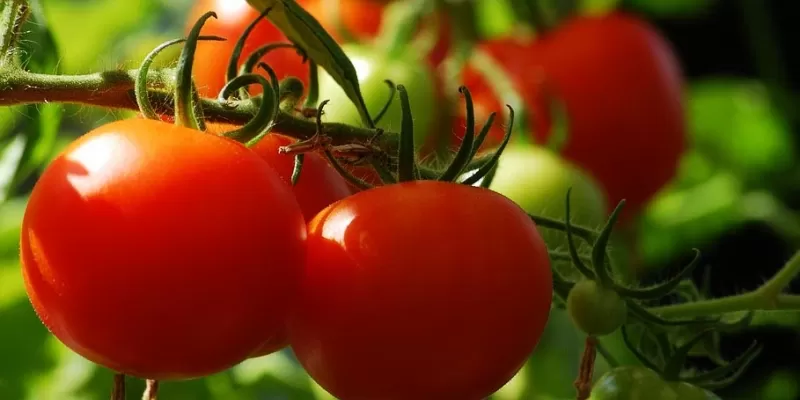 Tout savoir sur la tomate