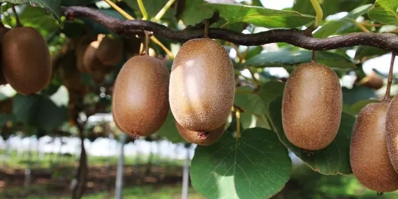 Tout savoir sur l’actinidia de Chine (Kiwi)