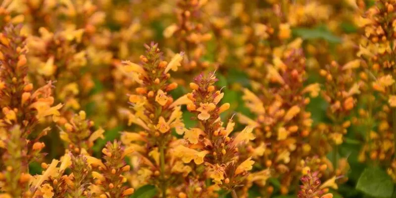 Tout savoir sur l’agastache