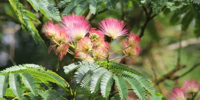 Tout savoir sur l’albizia