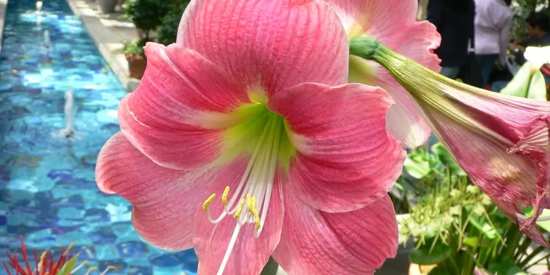 Tout savoir sur l’amaryllis