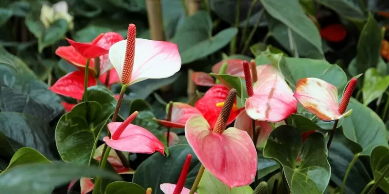 Tout savoir sur l’anthurium