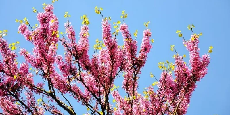 Tout savoir sur l’arbre de Judée