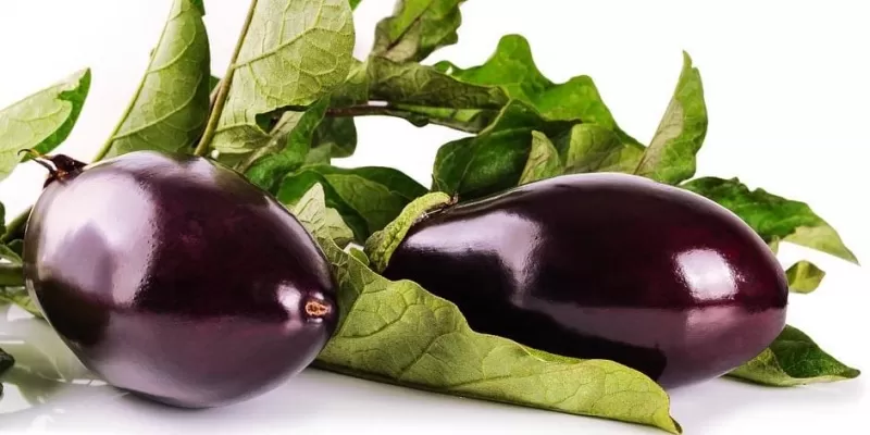 Tout savoir sur l’aubergine