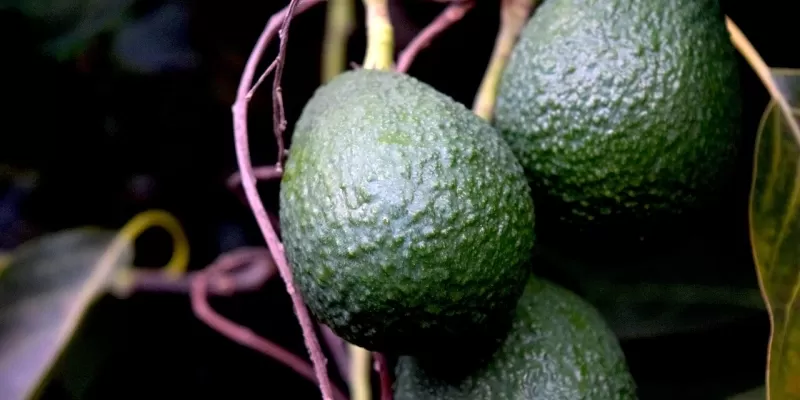 Tout savoir sur l’avocatier